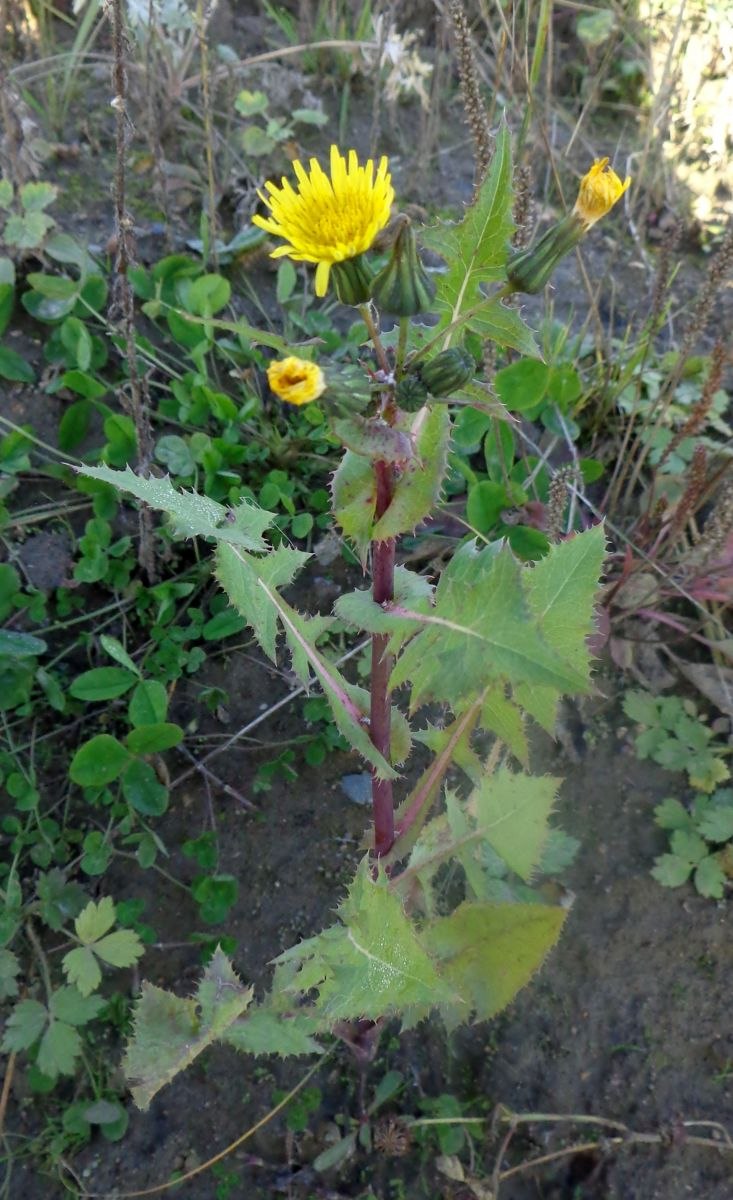 Осот желтый полевой