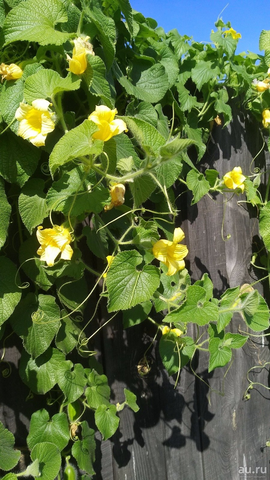 Тладианта Лиана