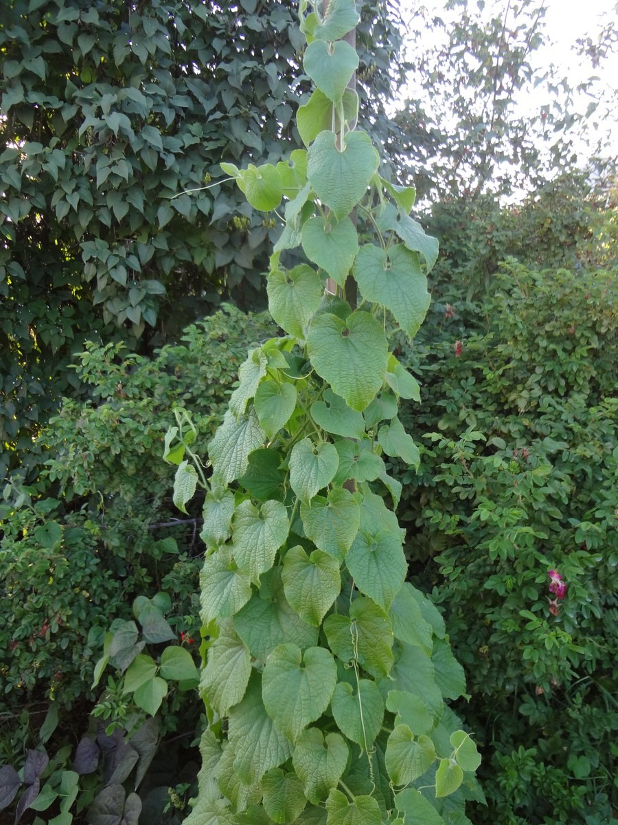 Вьюнок тладианта