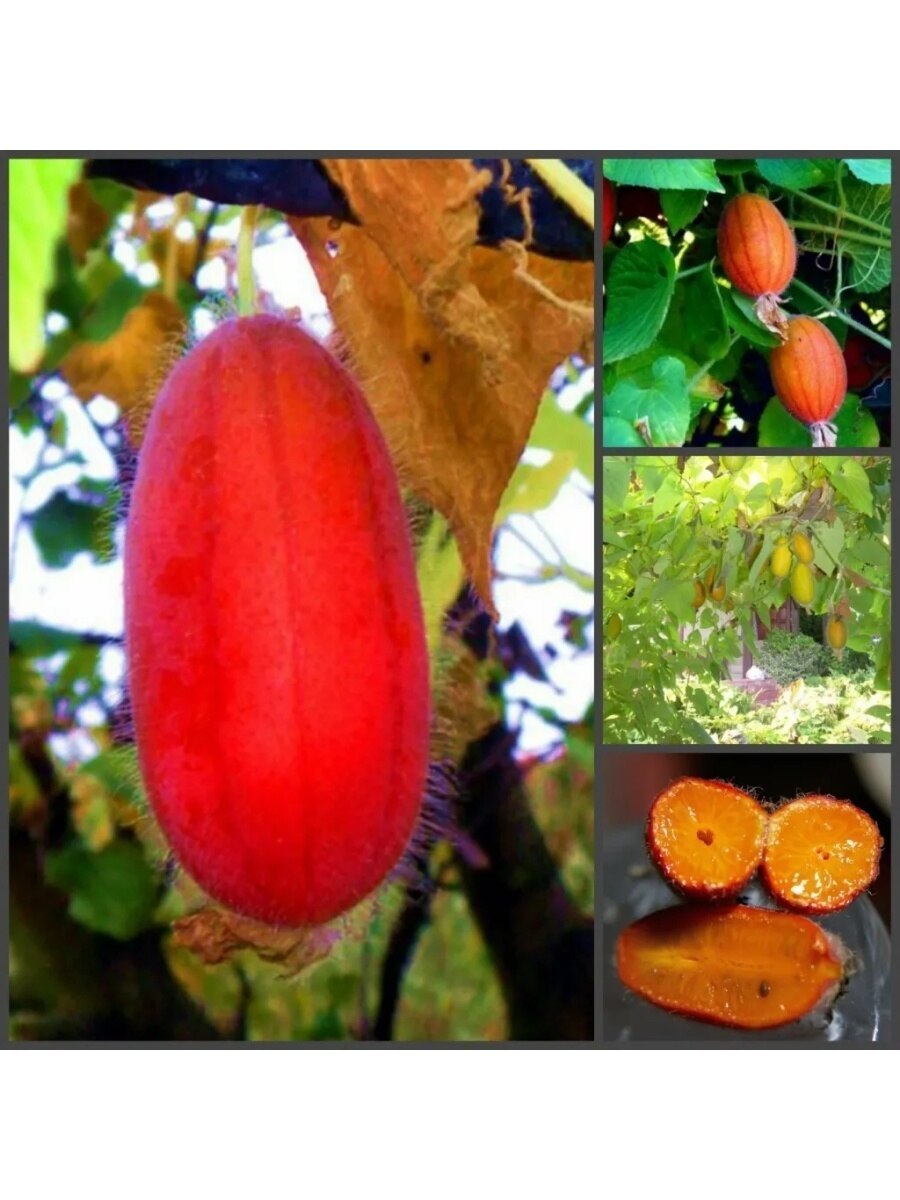 Тладианта сомнительная