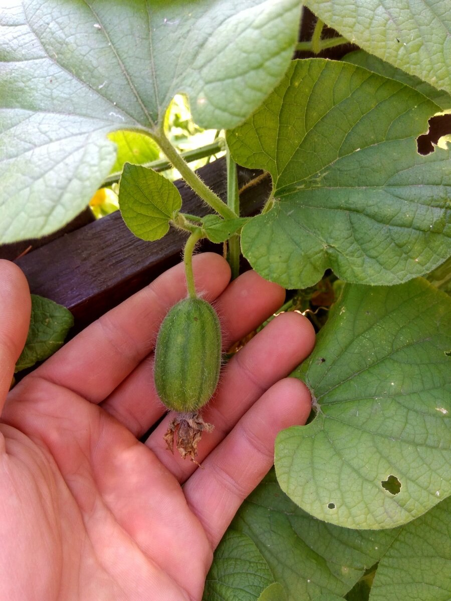 Вьюнок многолетний тладианта