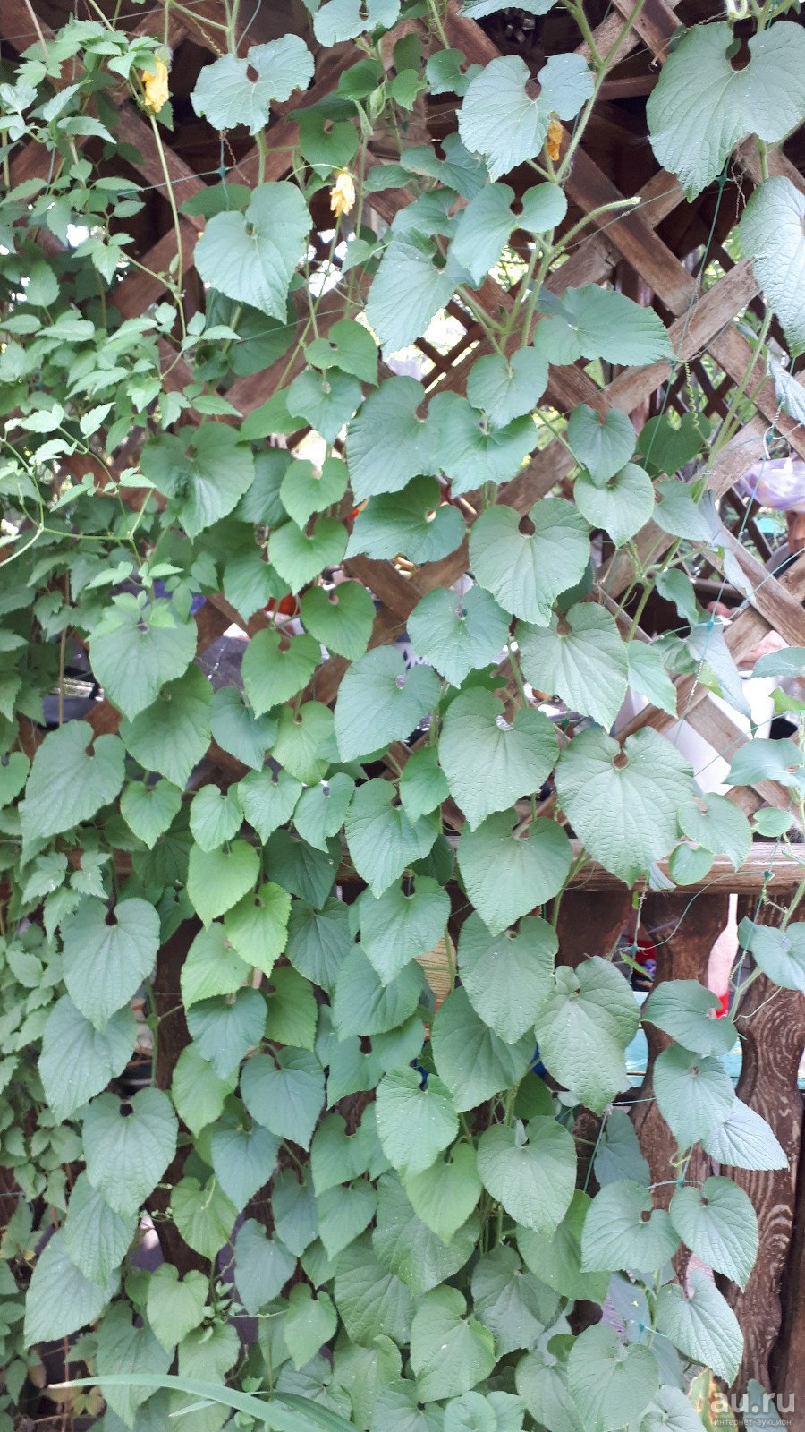 Тладианта пчела