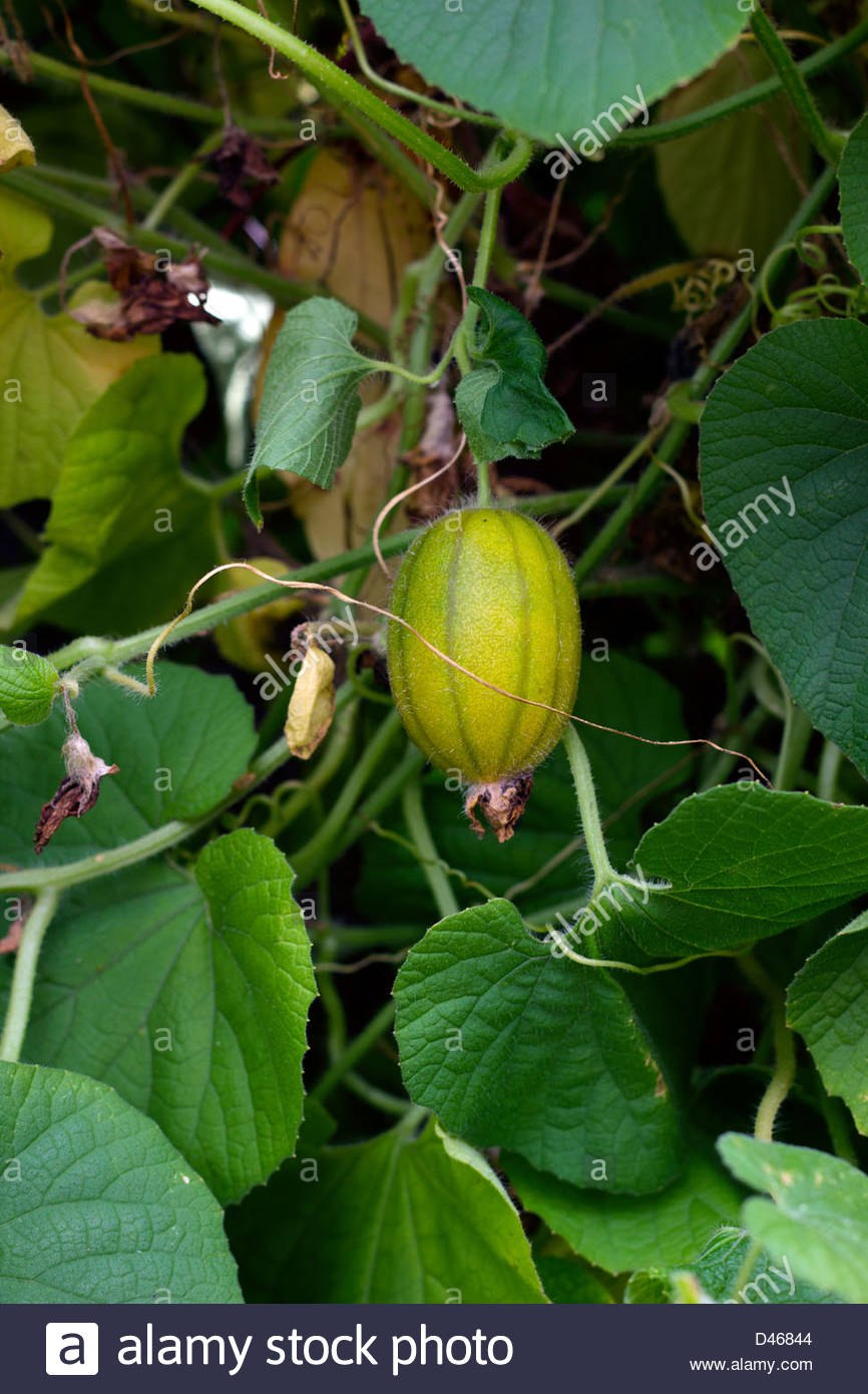 Тладианта ягода