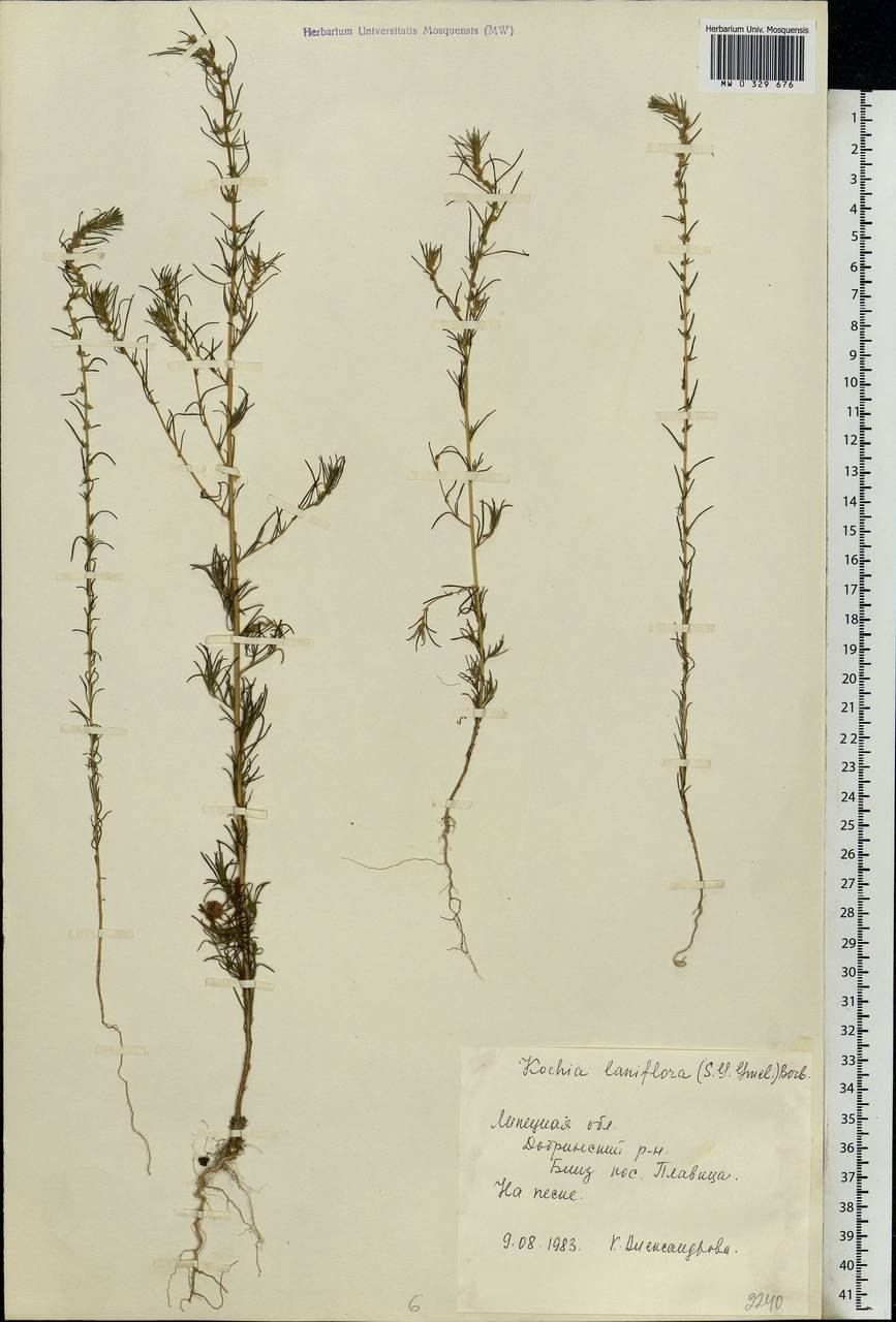 Бассия широколистная