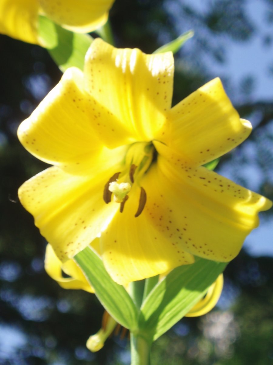 Lilium monadelphum