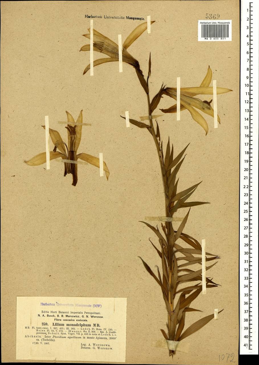 Лилия однобратственная