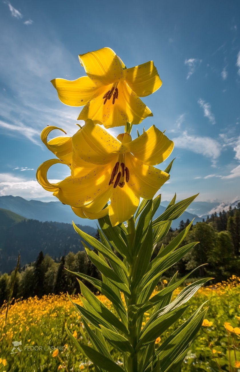 Лилия Кессельринга