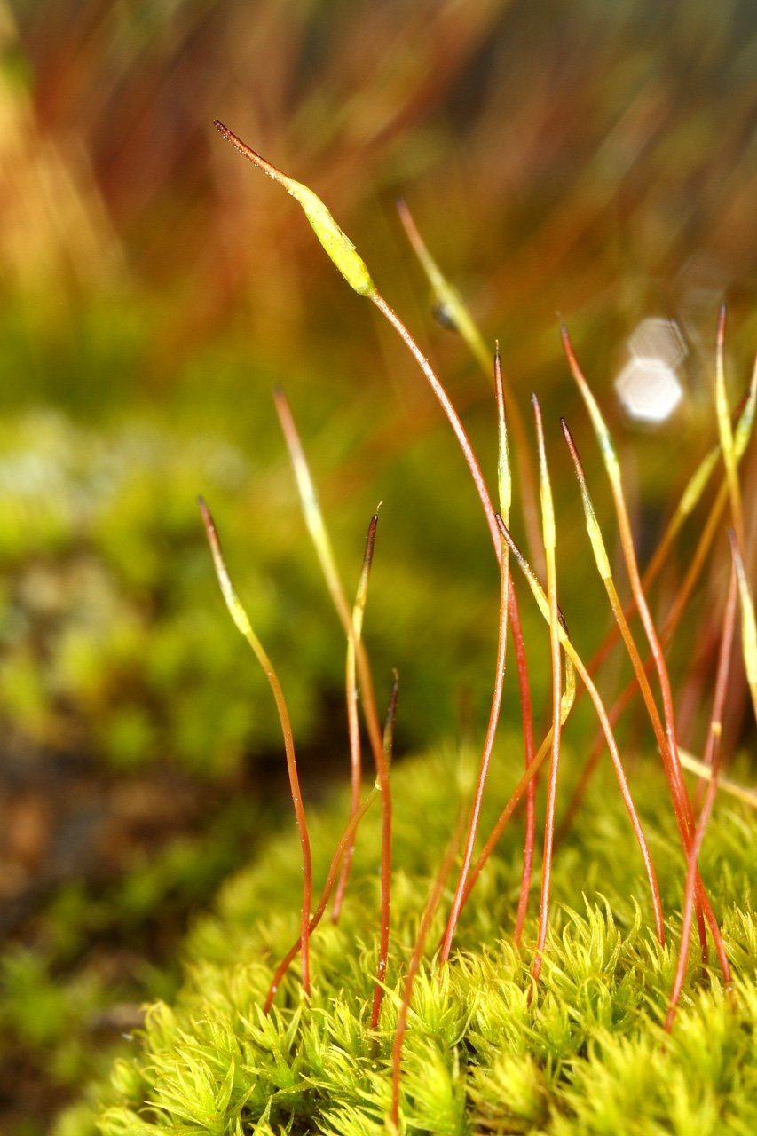 Плаун булавовидный