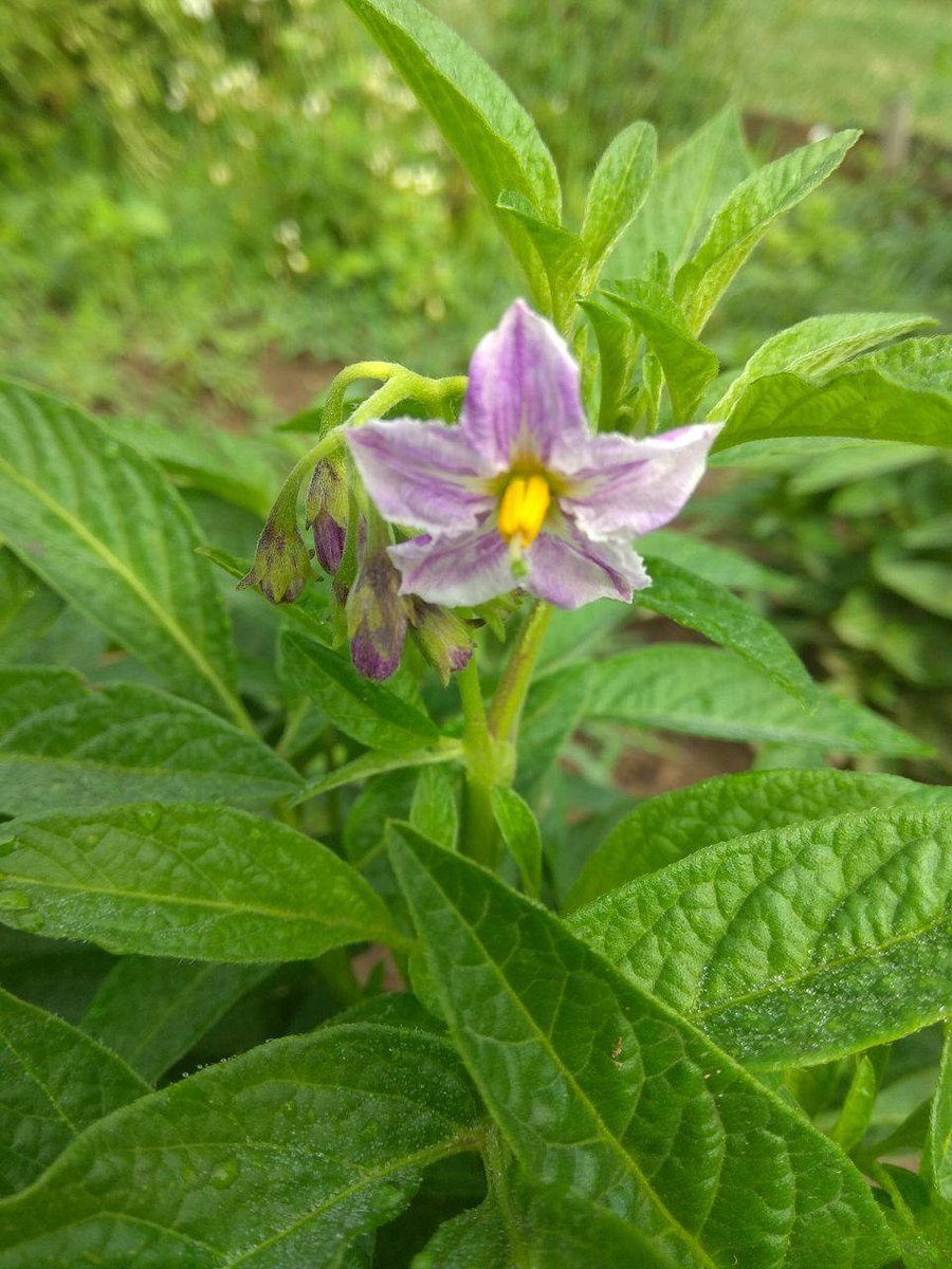 Медоносы пасленовых