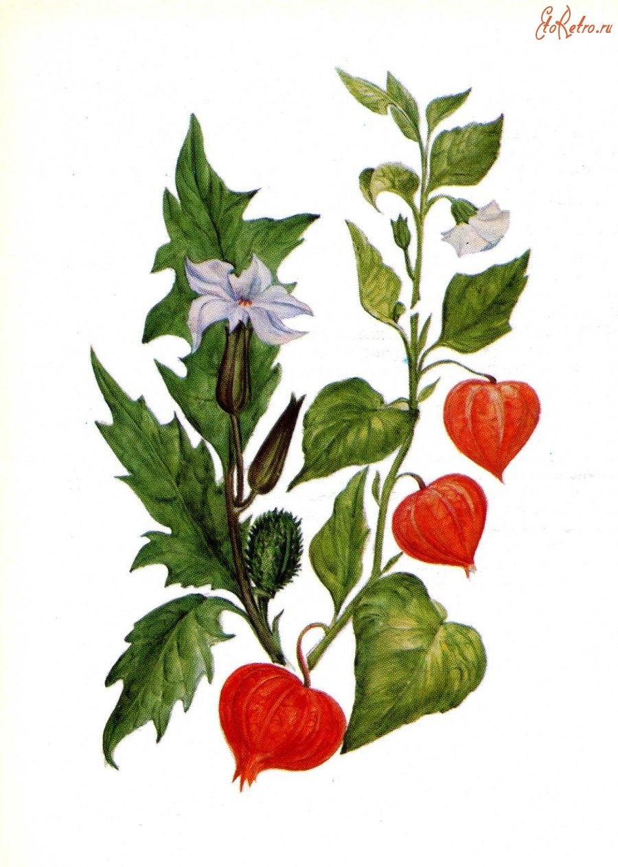 Соланум pseudocapsicum