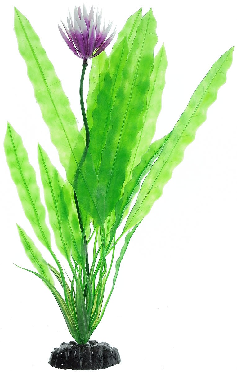 Апоногетон гибридный