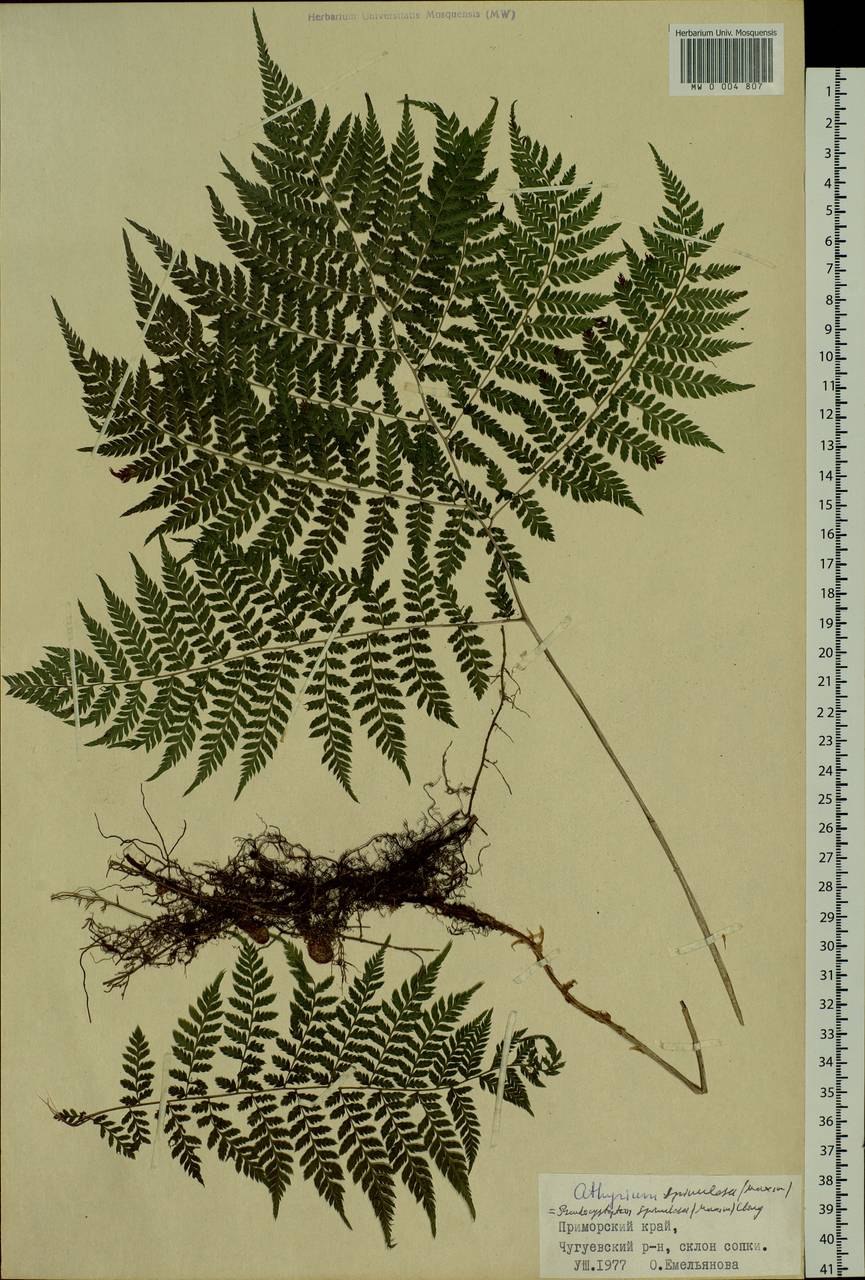 Цветок Лилия Буш