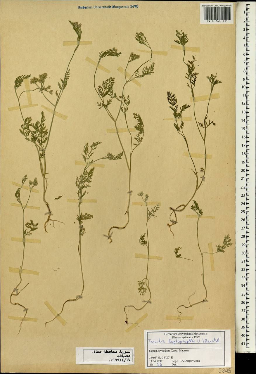 Скиния кустарник