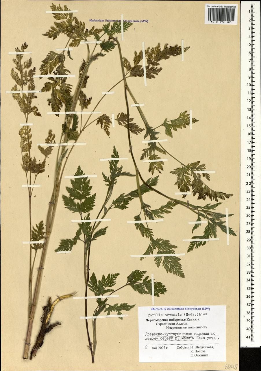 Торилис японский гербарий