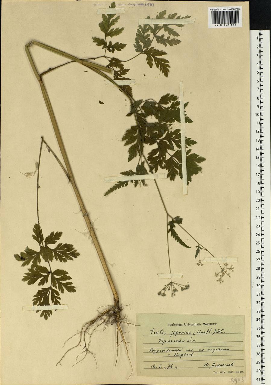 Chromatophores japonica