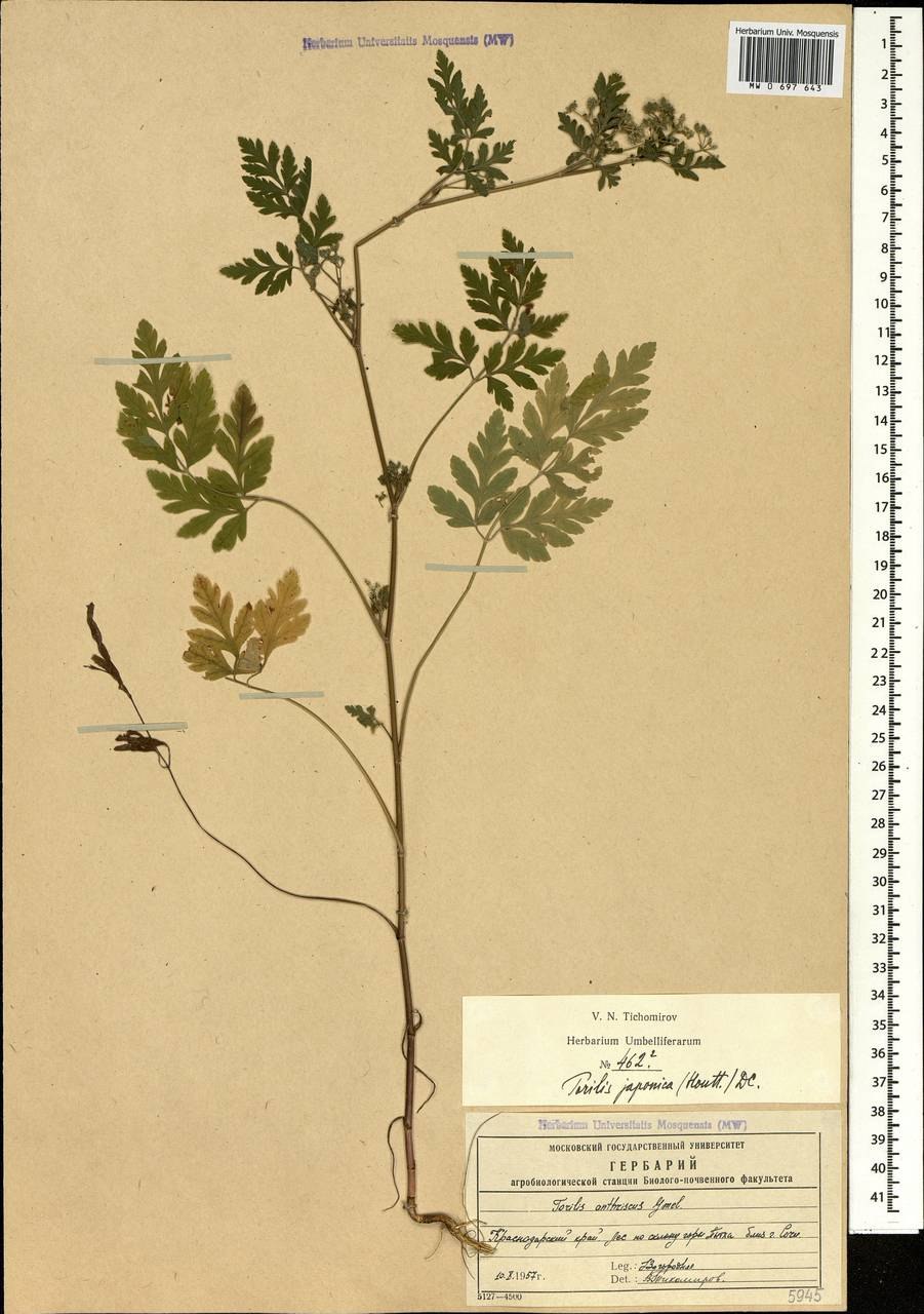 Торилис узловатый