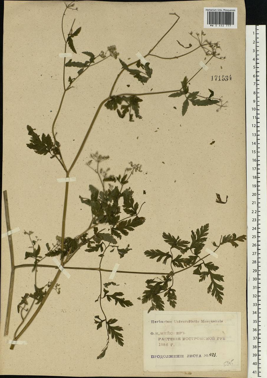 Торилис японский -Torilis japonica (Houtt.) DC.