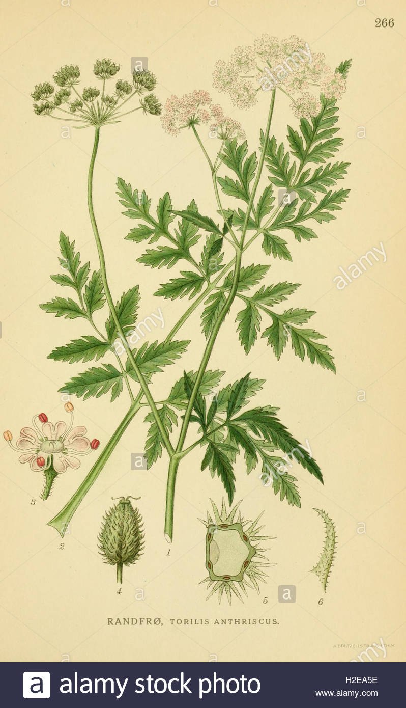 Лилифлора птичий цветок