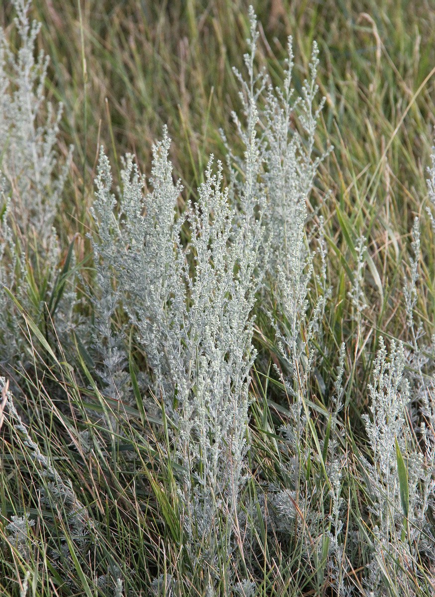 Полынь цитварная (Artemisia Cina)