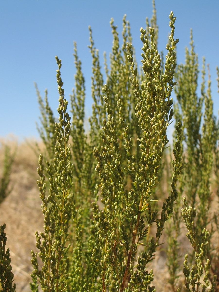 Полынь цитварная (Artemisia Cina)