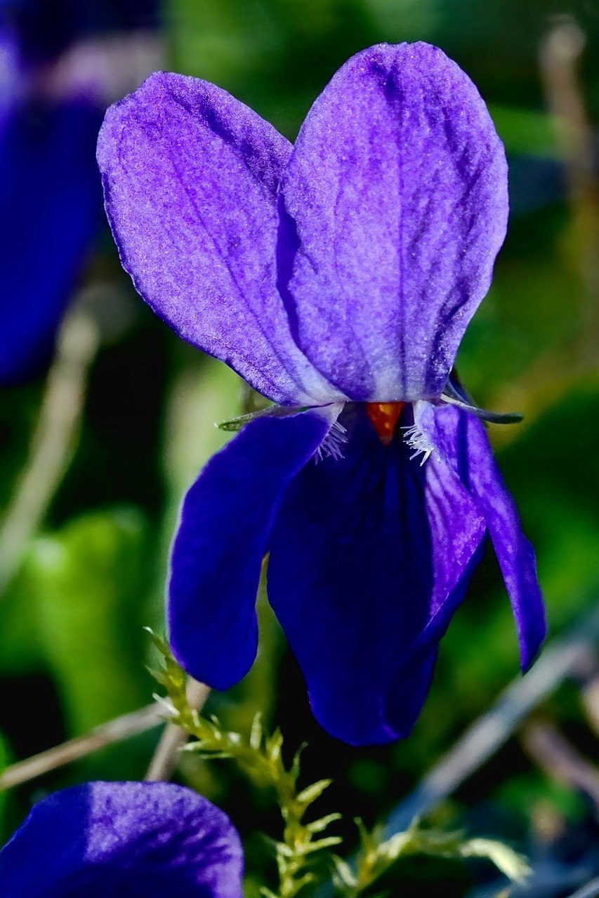 23. Фиалка Лесная Viola reichenbachiana
