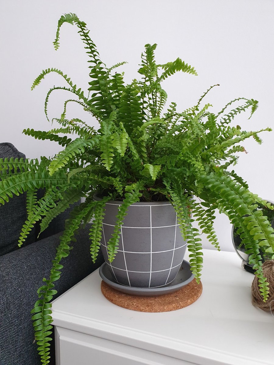 Папоротник домашний