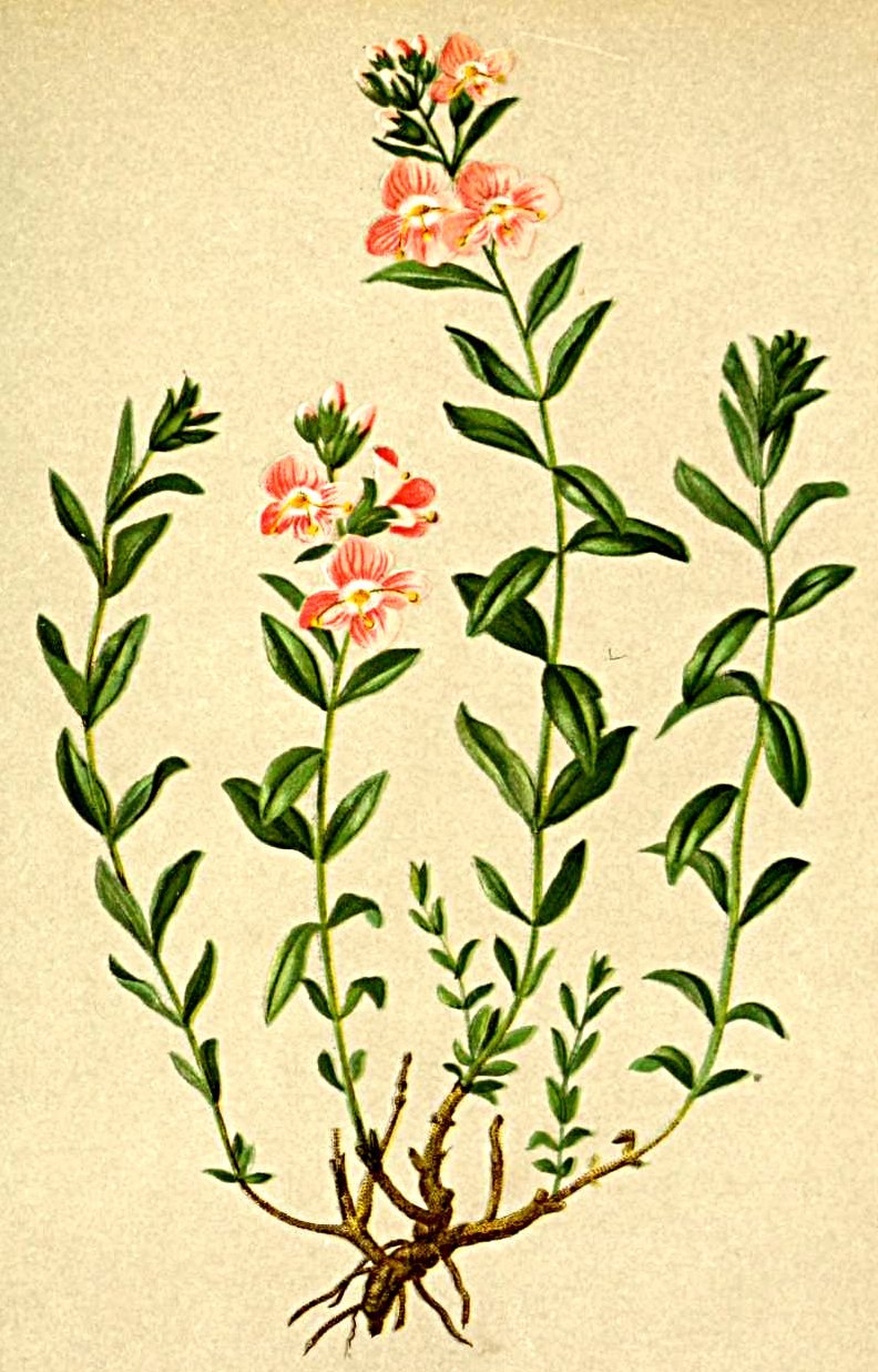 Veronica fruticulosa