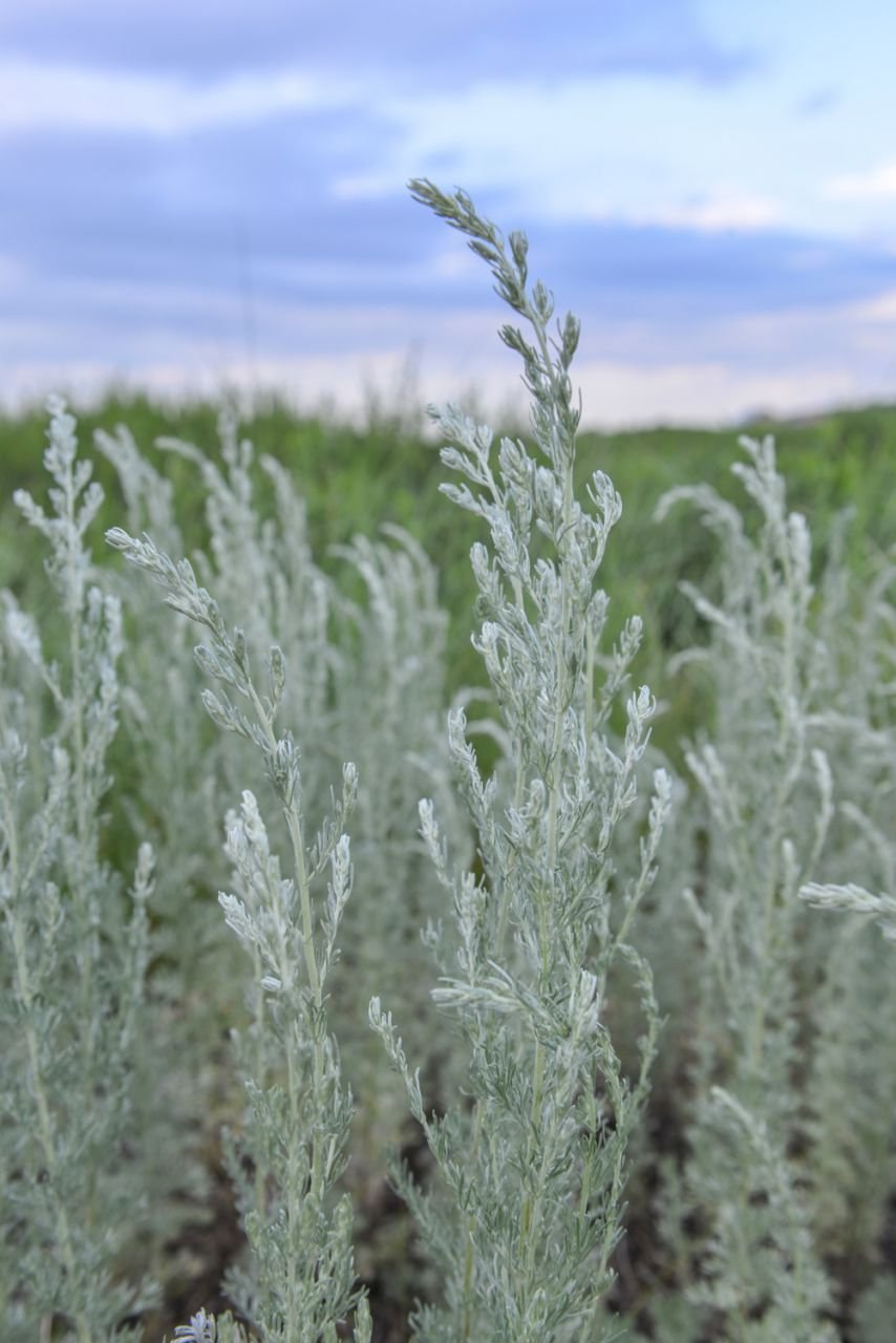 Полынь шелковистая