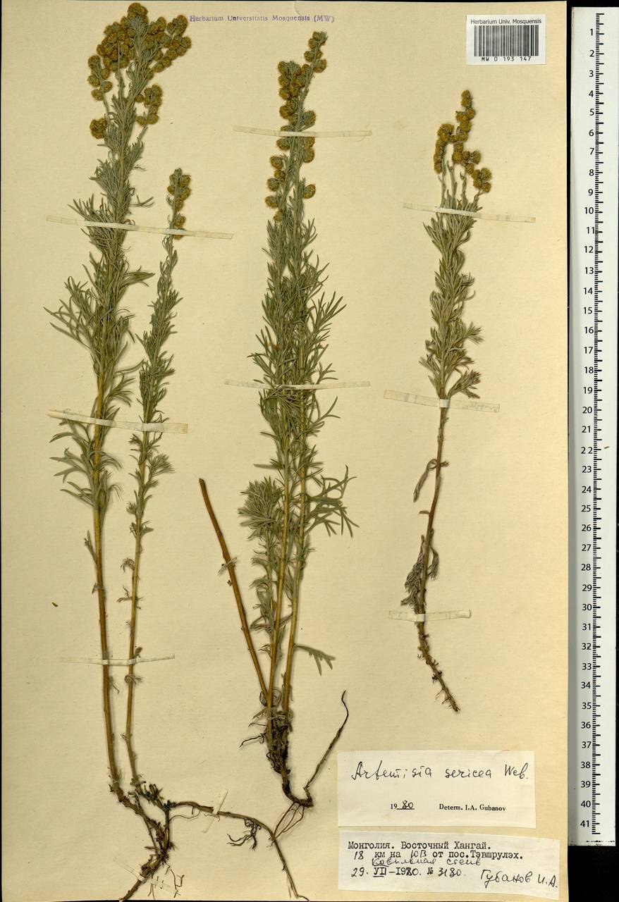 Полынь шелковистая Artemisia sericea