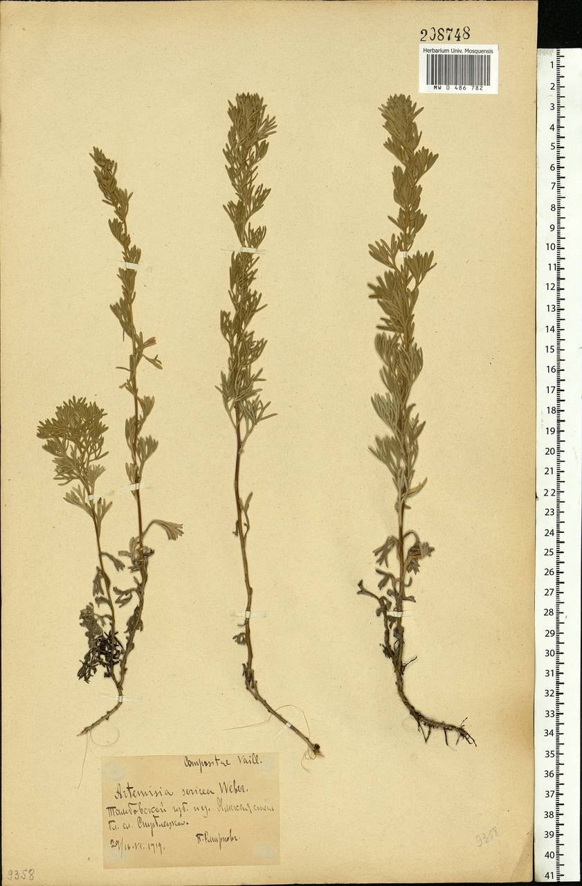 Полынь Полевая Artemisia Campestris