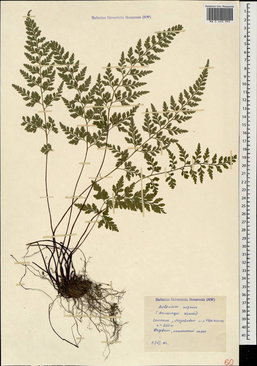 Костенец чёрный