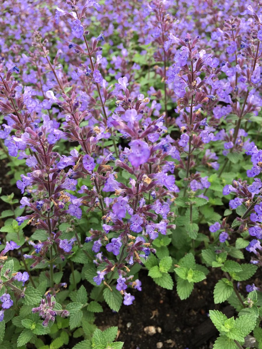 Котовник исфаганский