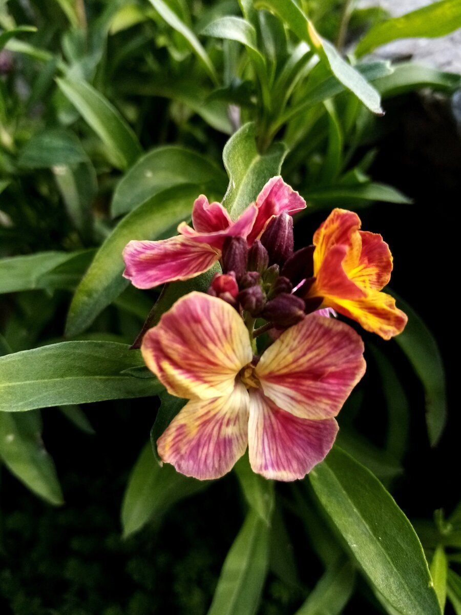 Лакфиоль Хейрантус