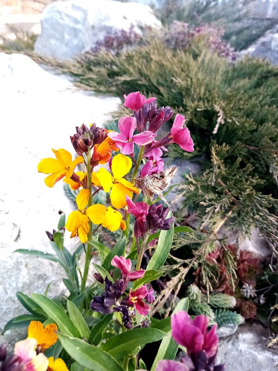 Лакфиоль сибериан