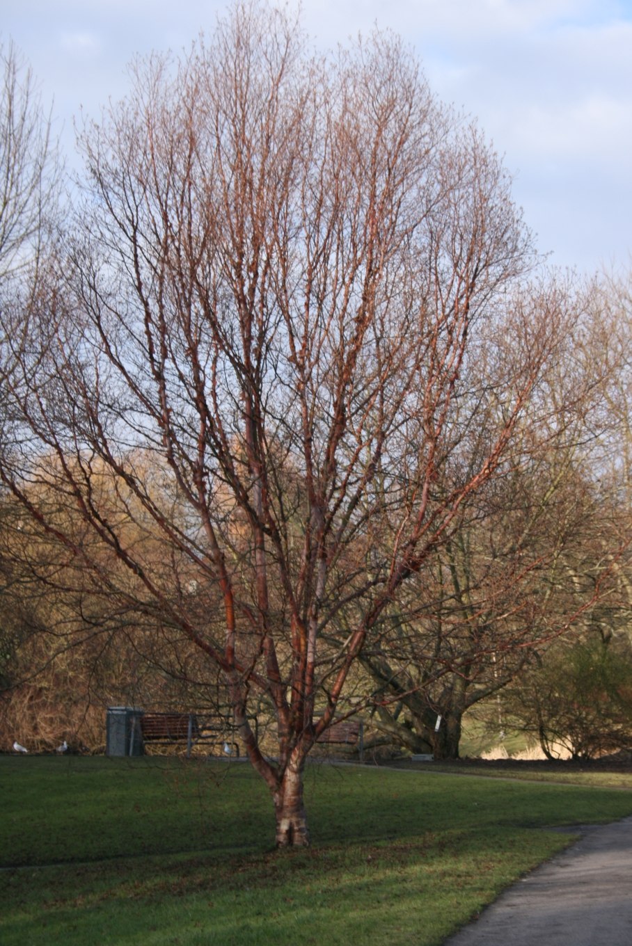Береза Радде "Betula raddeana