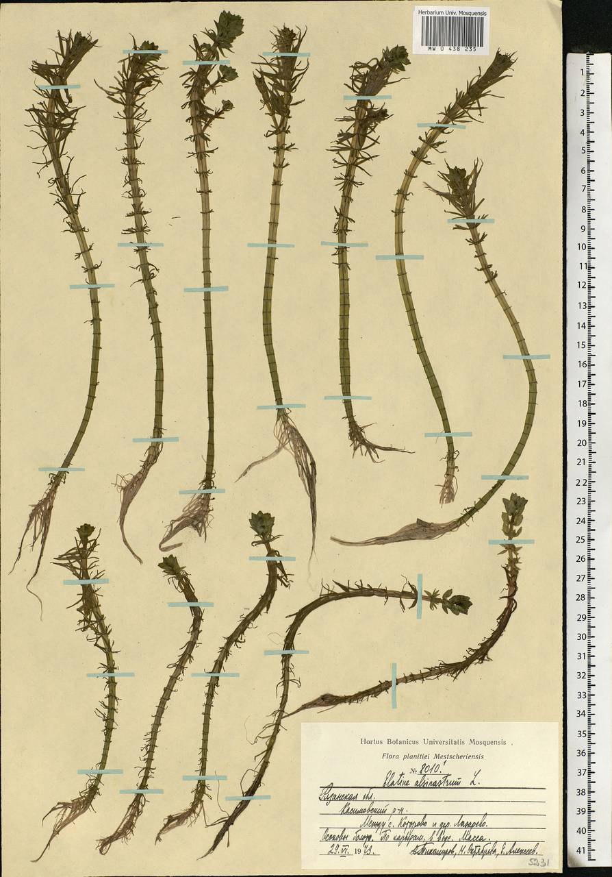 Грушанка зелёноцветковая