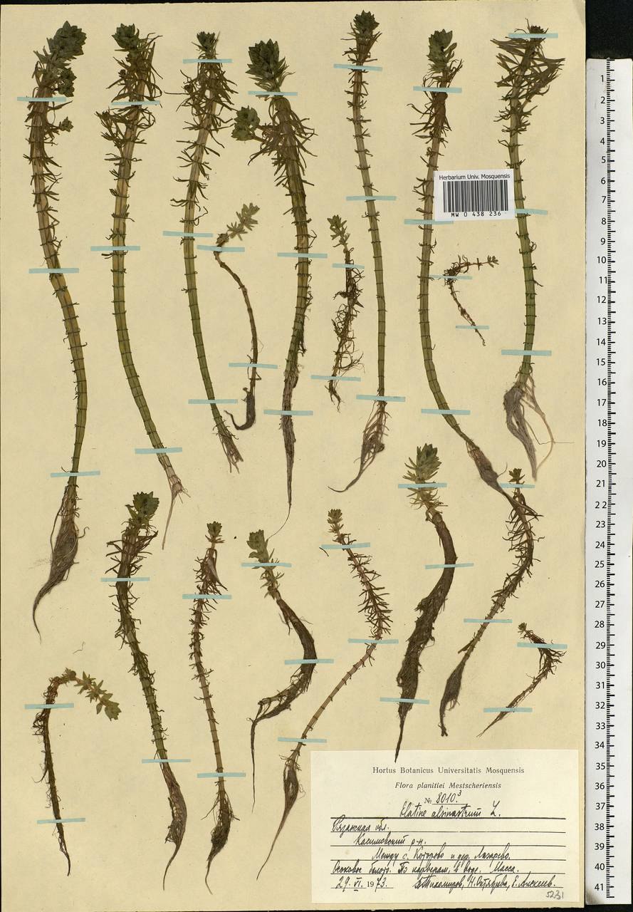 Persicaria lapathifolia