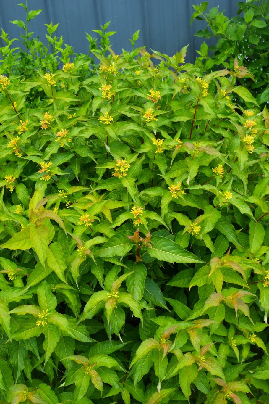 Диервилла Ручейная Троя Блэк