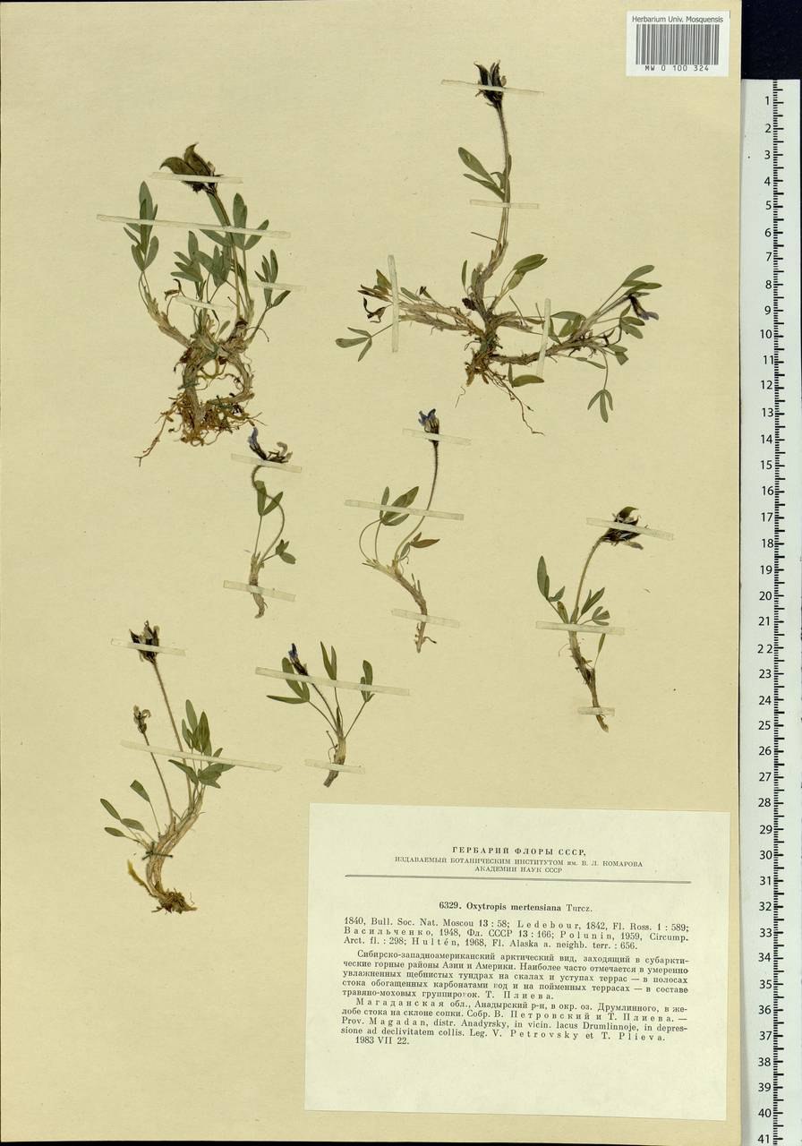 Остролодочник полевой семена