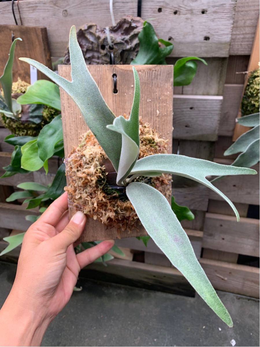 Папоротник Платицериум «Олений Рог» (Platycerium)