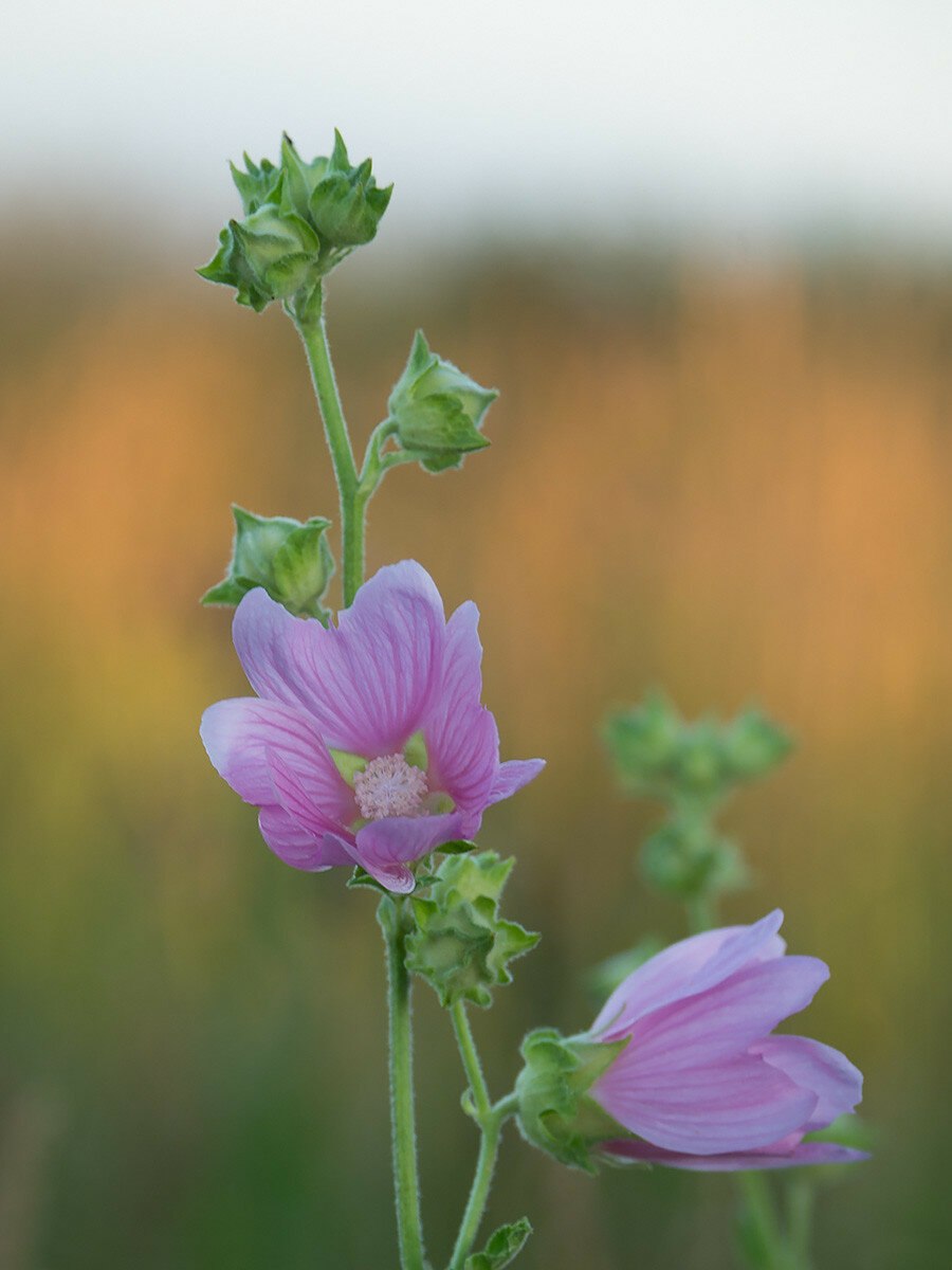 Мальва тюрингенская