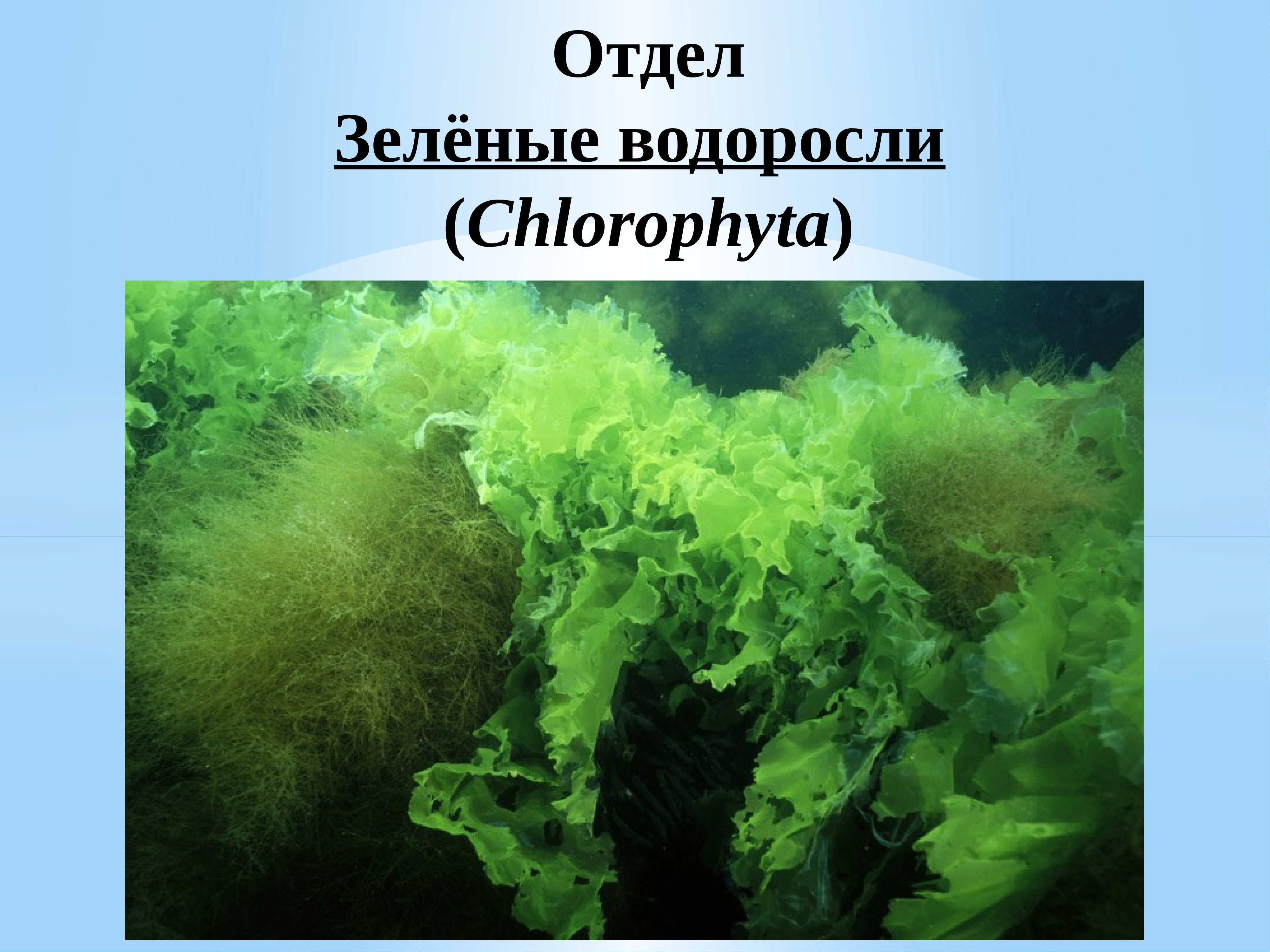 Отделы водорослей примеры. Отдел зеленые водоросли. Отдел зеленые водоросли представители. Зеленые водоросли Chlorophyta. Зеленые водоросли презентация.