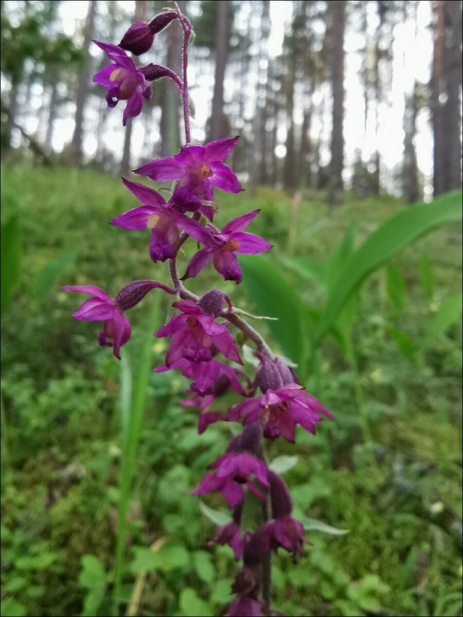 Дремлик темно-красный