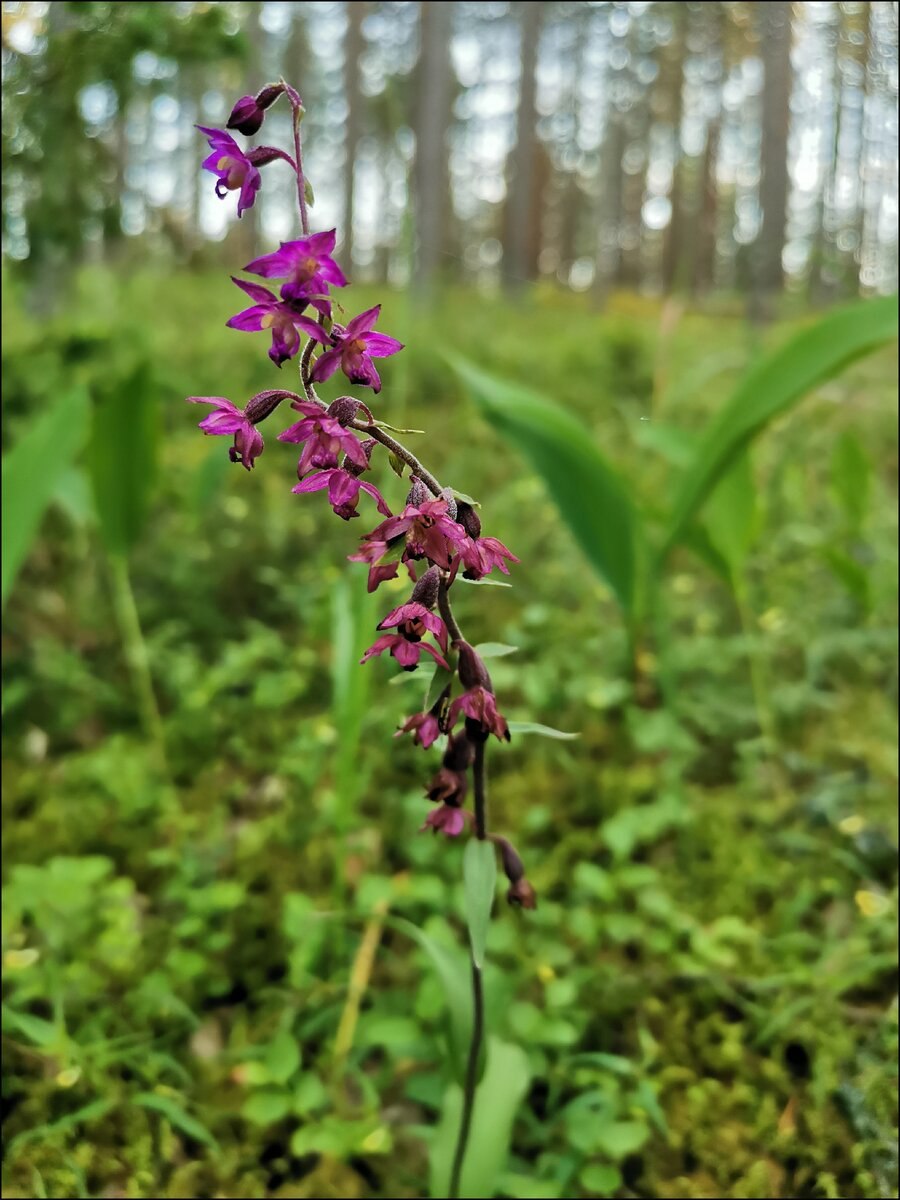 Дремлик Ржавый