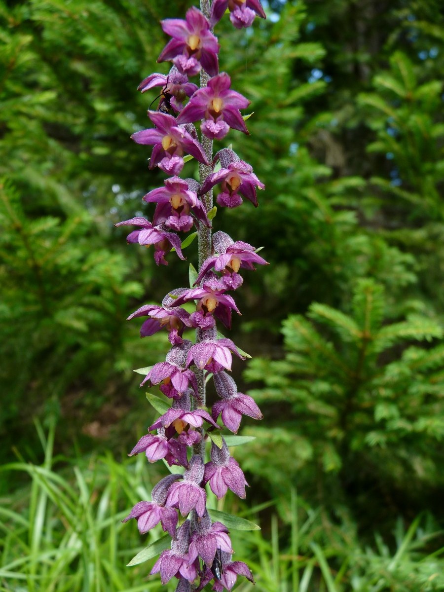 Дремлик темно-красный (Epipactis atrorubens)