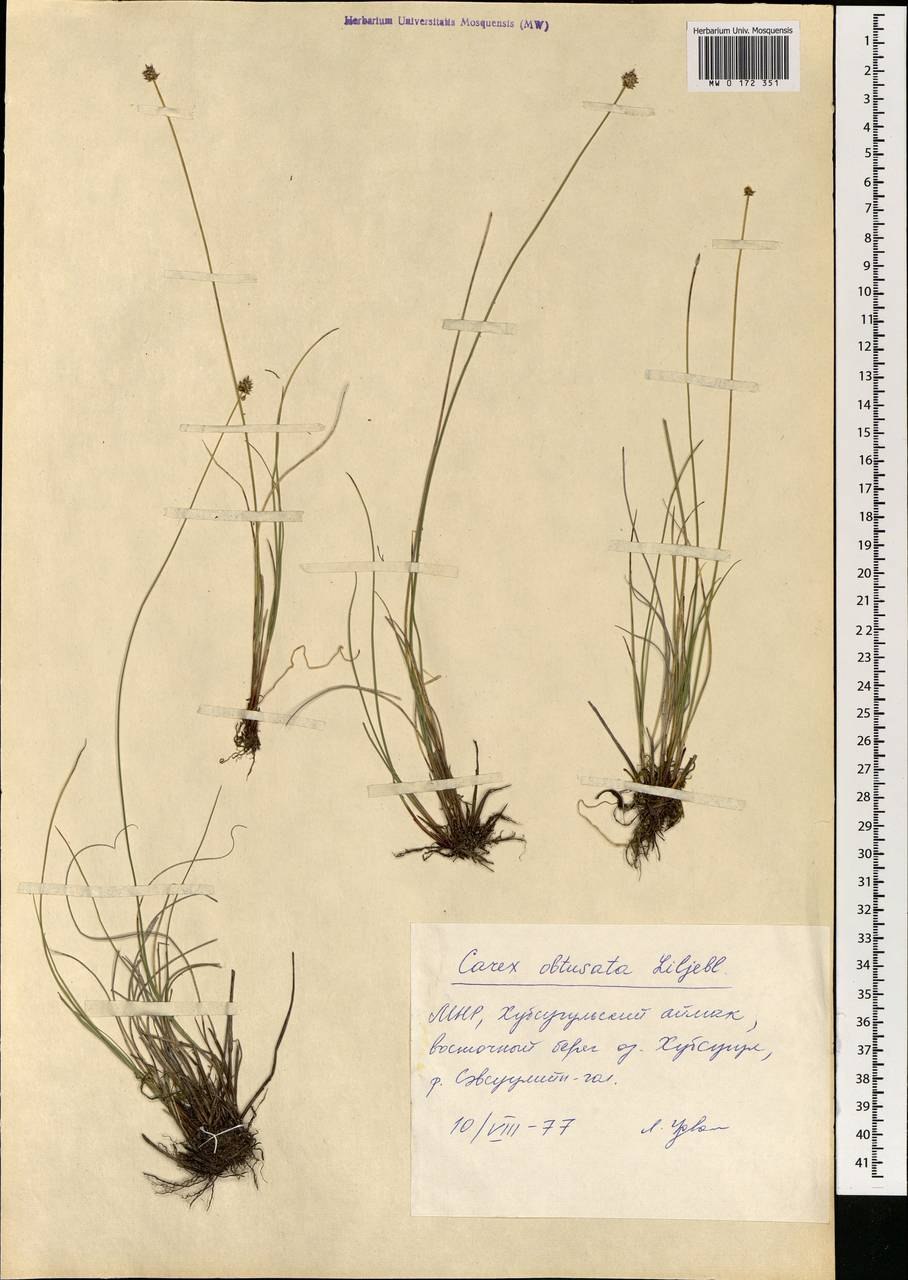 Carex rupestris