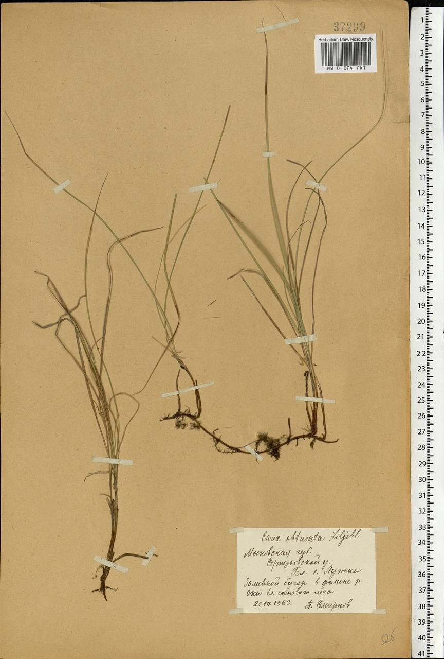Очеретник белый – Rhynchospora Alba