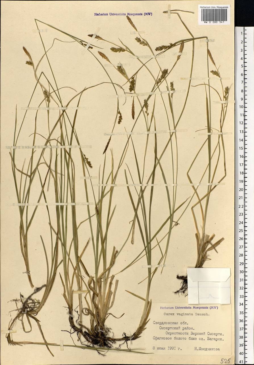Осока Весенняя (Carex caryophyllea )