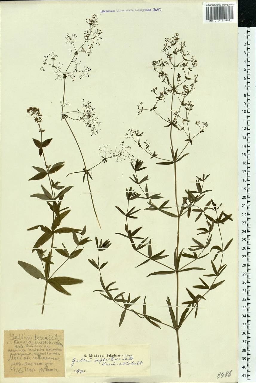 Подмаренник мареновидный