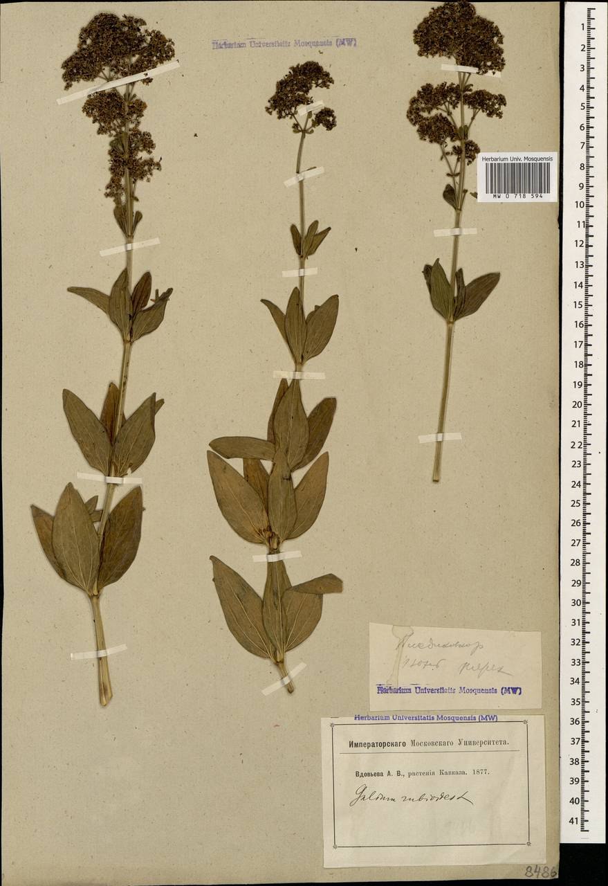 Подмаренник Северный подмаренник настоящий